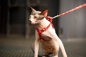Sphynx cat training